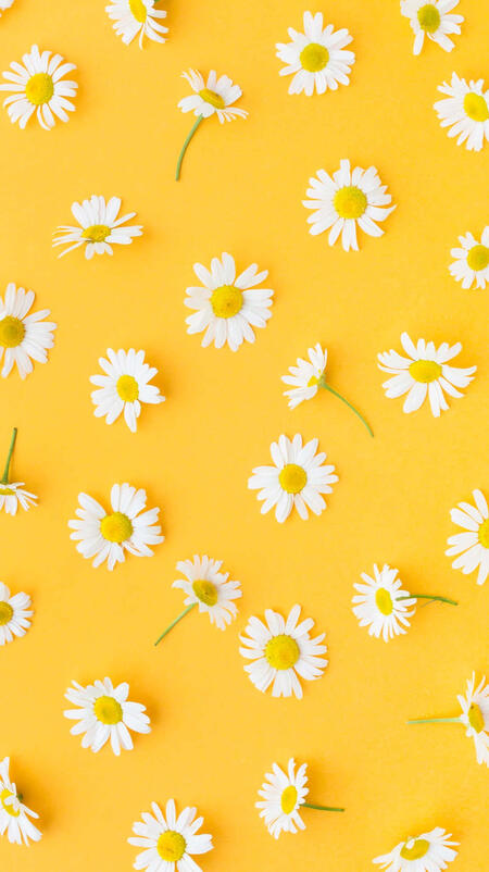 A yellow background. Laying around are small white daisies, some of them with their green stems still on.